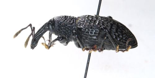 Réf. 307 641 : Aclees taiwanensis